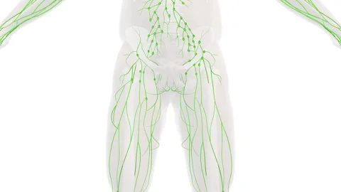 Anatomy of the human lymphatic system Stock Footage 242953152