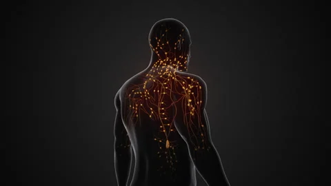 The anatomy of the human lymphatic system Stock-Footage 253387679