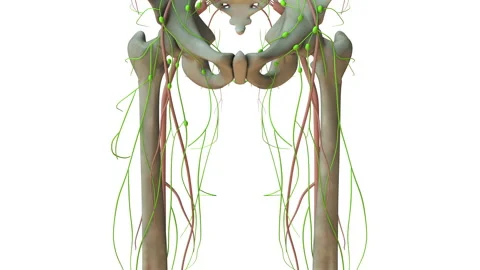 Anatomy of the Human Lymphatic System Stock Footage 255146878