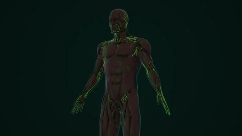 An Anatomy of the Human Lymphatic System Stock Footage 262822681