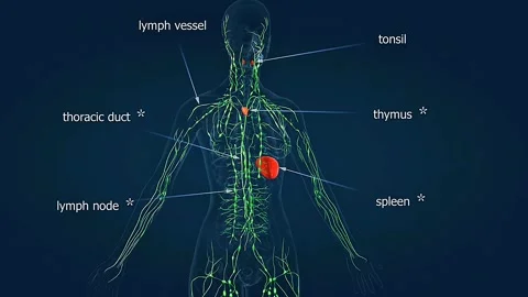 Anatomy of human lymphatic system Stock Footage 308193897