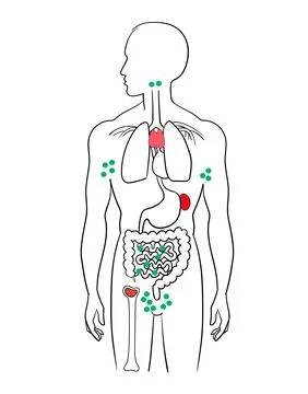 Anatomy of the Human Lymphatic System: Primary and Secondary Lymphoid Organs Stock Illustration