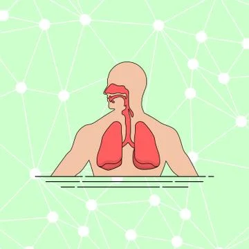 Anatomy of the human respiratory tract vector illustration Stock Illustration