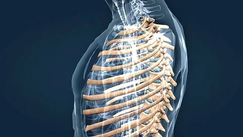 Anatomy of the human ribs Stock Footage 313479381