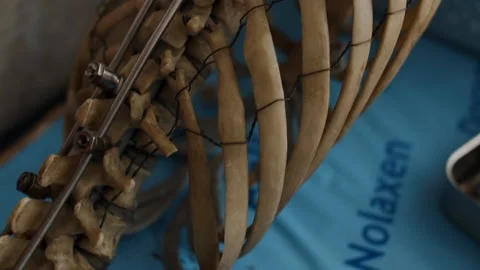 Anatomy of the human skeleton. Stock Footage 232487478