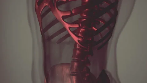 Anatomy of human skeleton illustration Vídeos de archivo 236502156