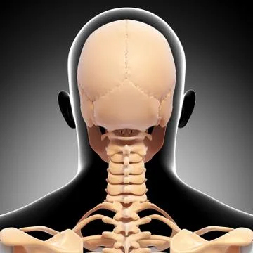 Anatomy of human skull with back view Stock-Illustration