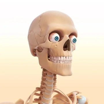 Anatomy of human skull 스톡 일러스트