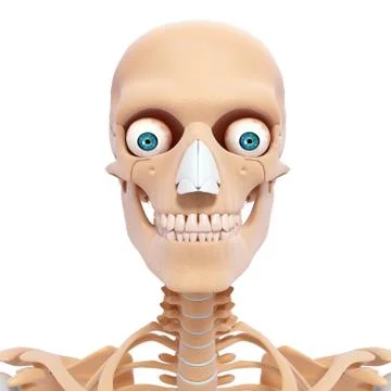 Anatomy of human skull 스톡 일러스트