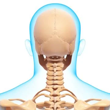 Anatomy of human skull Illustrazione stock
