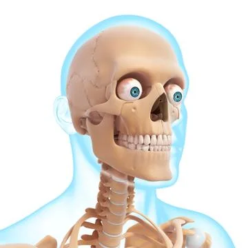 Anatomy of human skull Stock Illustration