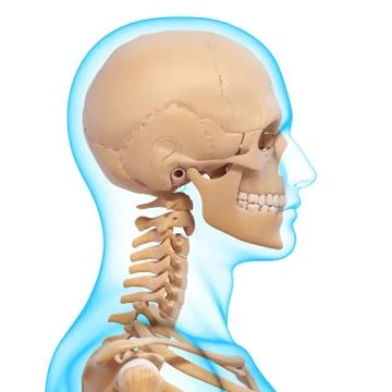 Anatomy of human skull Stock Illustration