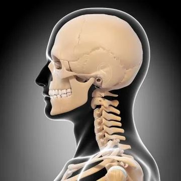 Anatomy of human skull Stock-Illustration
