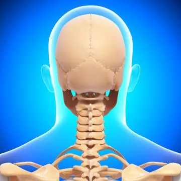 Anatomy of human skull Stock-Illustration