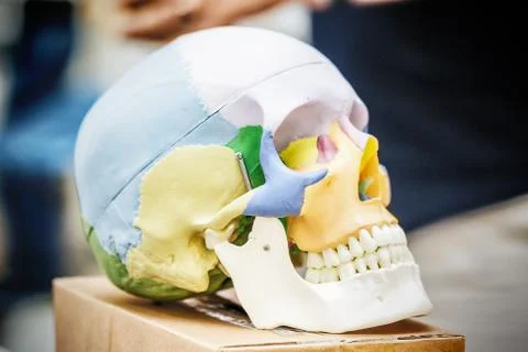 Anatomy human skull model Stock Photos