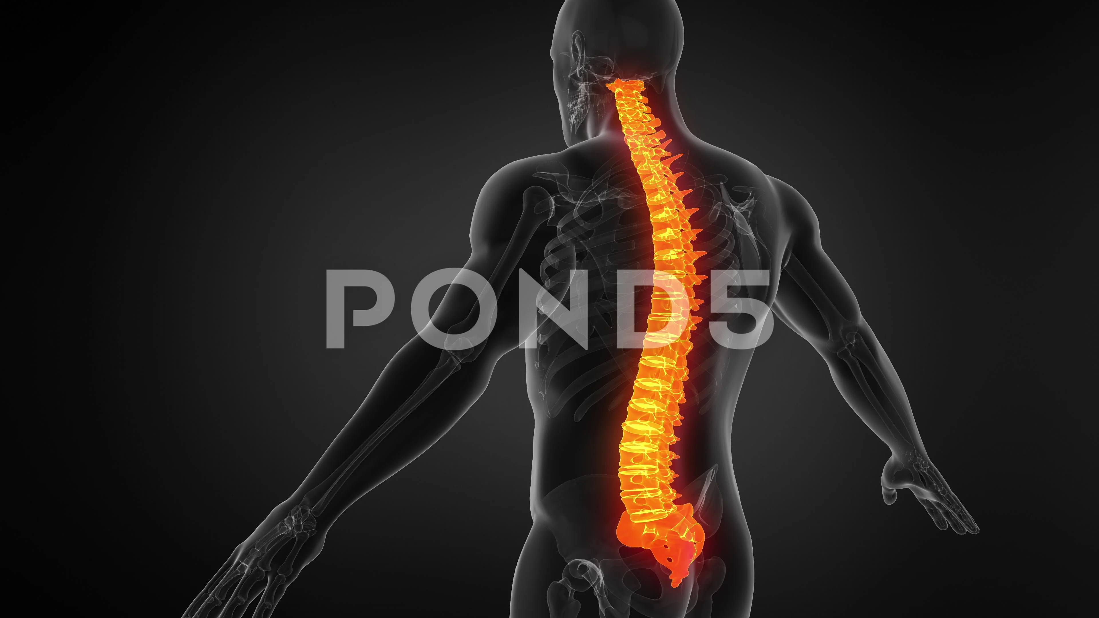 Anatomy of Human Spine. Seamless Loop. A... | Stock Video | Pond5