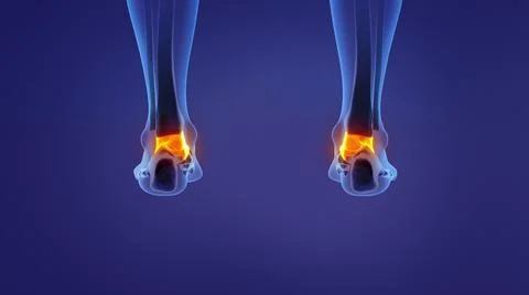 Anatomy of the human talus Illustrazione stock