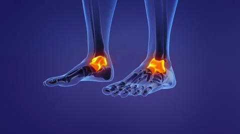 Anatomy of the human talus Illustrazione stock