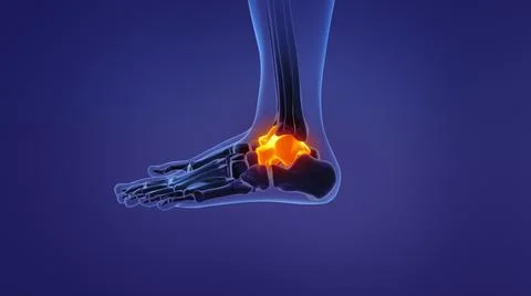Anatomy of the human talus Ilustração Stock
