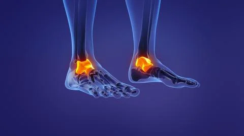 Anatomy of the human talus Illustration