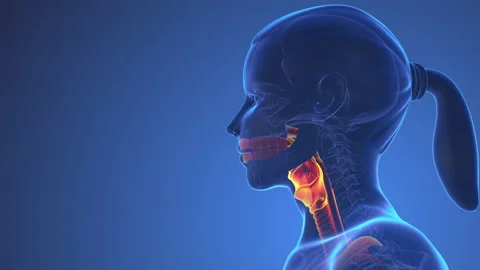 Anatomy Of Human Thyroid Inside Body Stock Footage 238982449