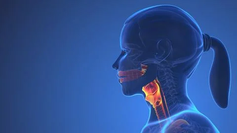 Anatomy Of Human Thyroid Inside Body Illustration