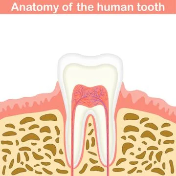 Anatomy of human tooth Ilustración de archivo