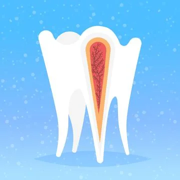 Anatomy of human tooth structure nerve endings cross section for medical dental イラスト素材