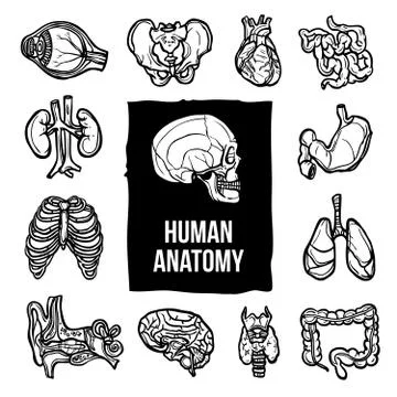 Anatomy Icons Set Stock Illustration