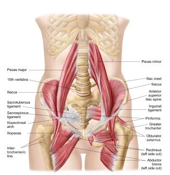 Anatomy of iliopsoa, also known as the dorsal hip muscles. Stock Illustration