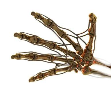 Anatomy Stock Illustration