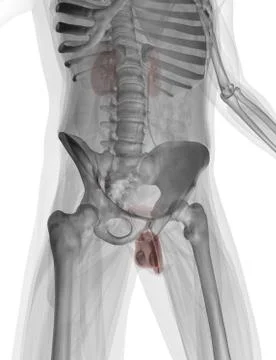 Anatomy Stock Illustration