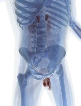 Anatomy Stock Illustration