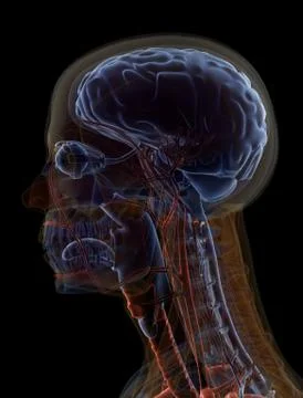 Anatomy Stock Illustration