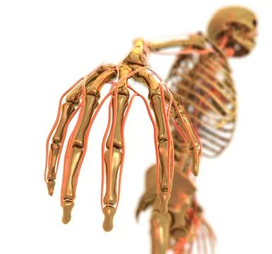 Anatomy Stock Illustration