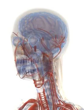 Anatomy Stock Illustration