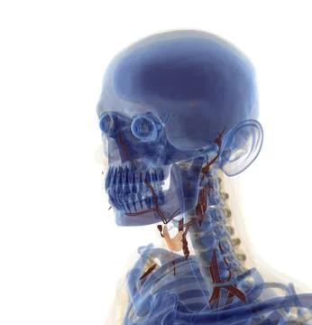 Anatomy Stock Illustration