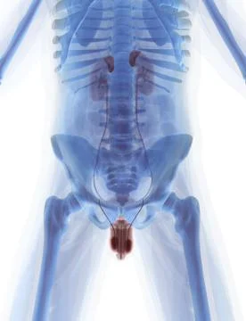 Anatomy Stock Illustration