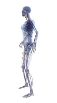 Anatomy Stock Illustration