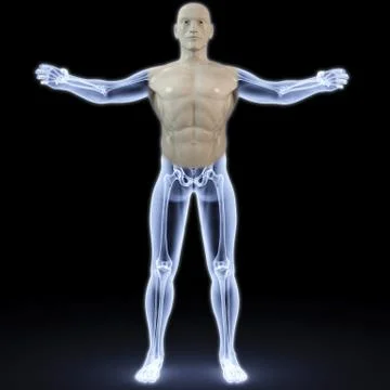 Anatomy Stock Illustration