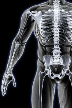 Anatomy Stock Illustration