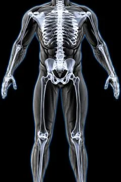 Anatomy Stock Illustration