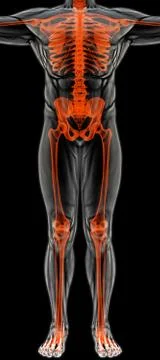 Anatomy イラスト素材