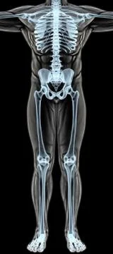 Anatomy Stock Illustration