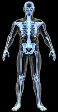 Anatomy Stock Illustration