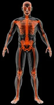 Anatomy Stock Illustration