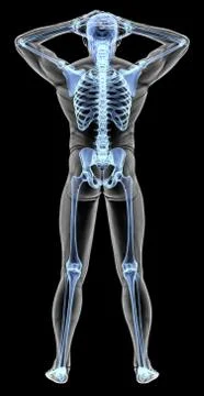 Anatomy Stock Illustration