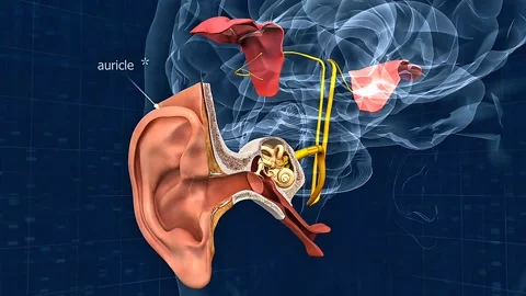 Anatomy of inner ear and outer ear Stock Footage 316417632