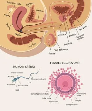 Anatomy of intercourse. Structure of female egg and sperm Stock Illustration