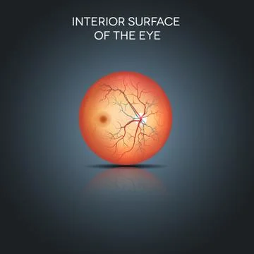 Anatomy of the interior surface of the eye Illustrazione stock